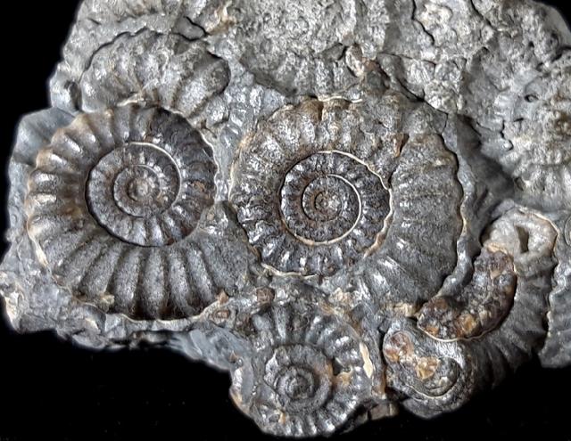 Promicroceras marstonense SPATH 1925 - Bild © FossNet FossilienStore
